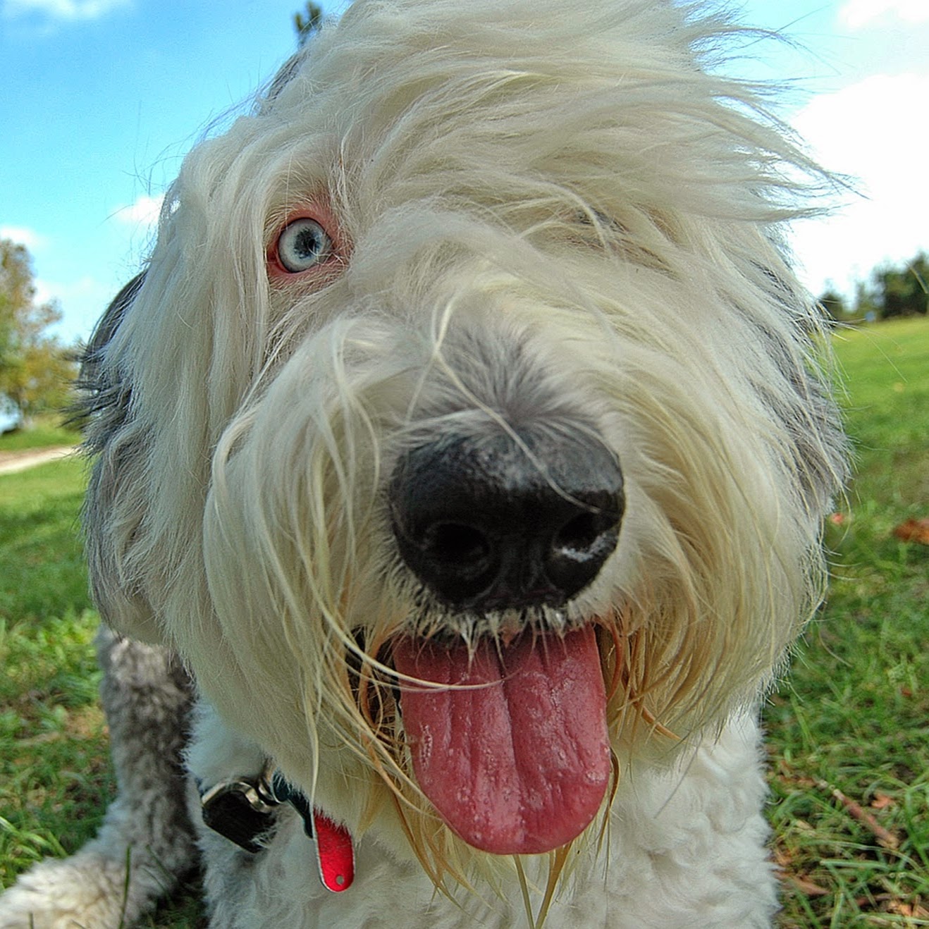 Atlantic Animal Hospital And Pet Care Resort - Wilmington , United States