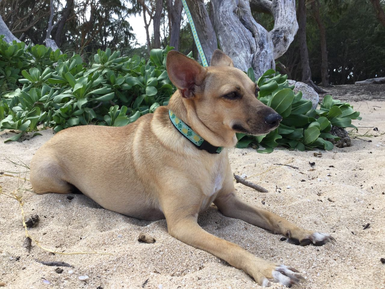 North Shore Veterinary Clinic - Waialua , United States