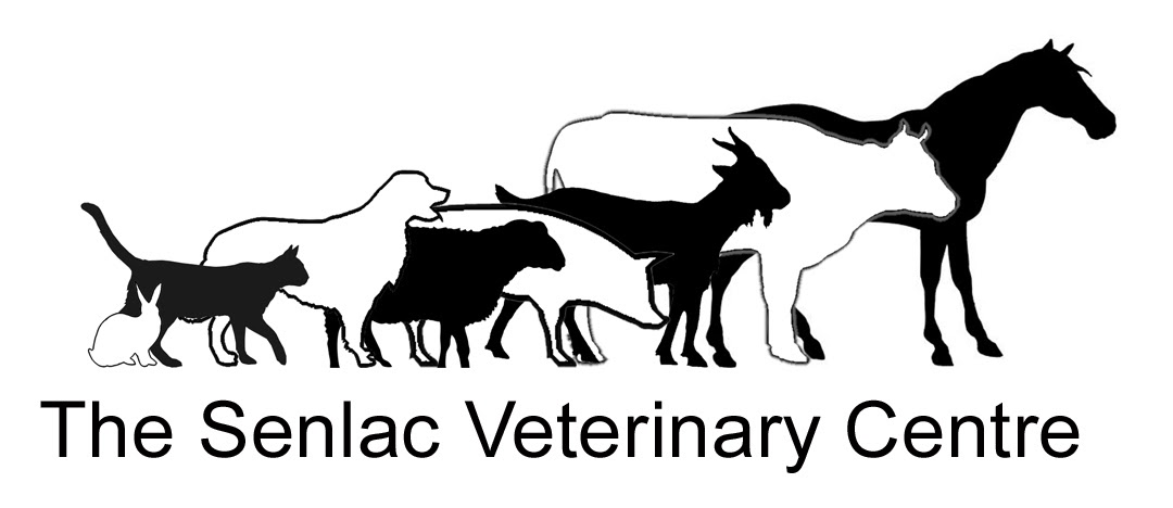 Senlac Veterinary Centre Mount Street - Battle , United Kingdom