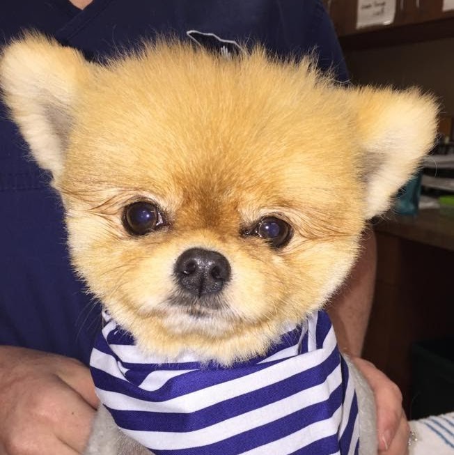 Bluepearl Pet Hospital - Mt Pleasant , United States