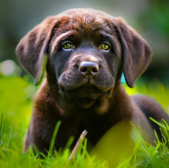 Windcrest Animal Hospital - Wilmington , United States