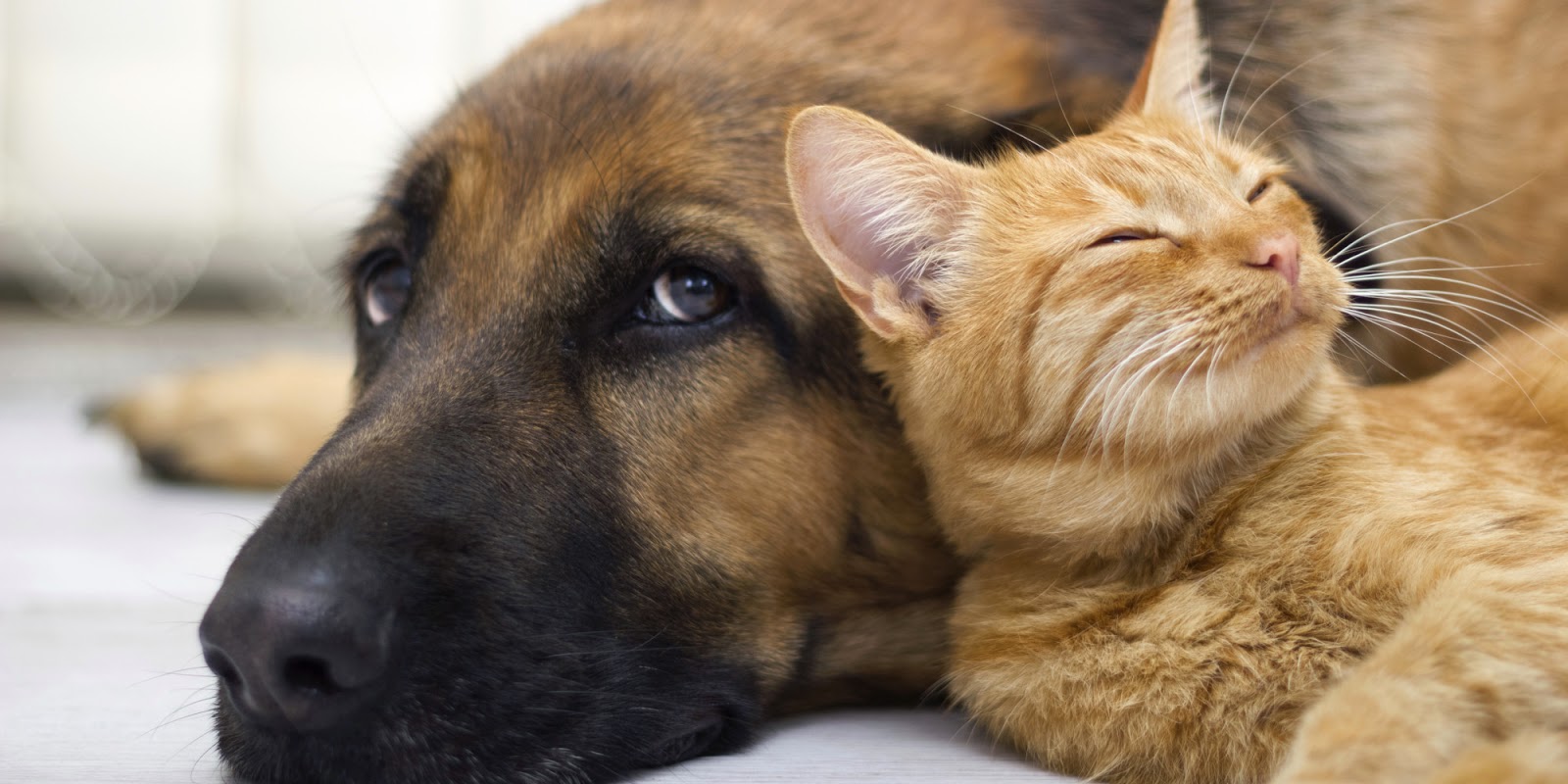 Pet Clinic Of Brownsburg - Brownsburg , United States