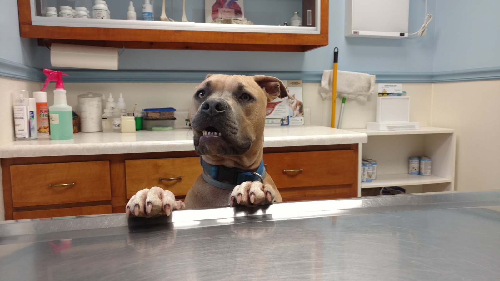 Howes Cave Animal Hospital - Howes Cave , United States