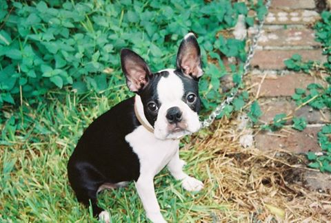 Monroe Street Animal Clinic Pa - Jackson , United States