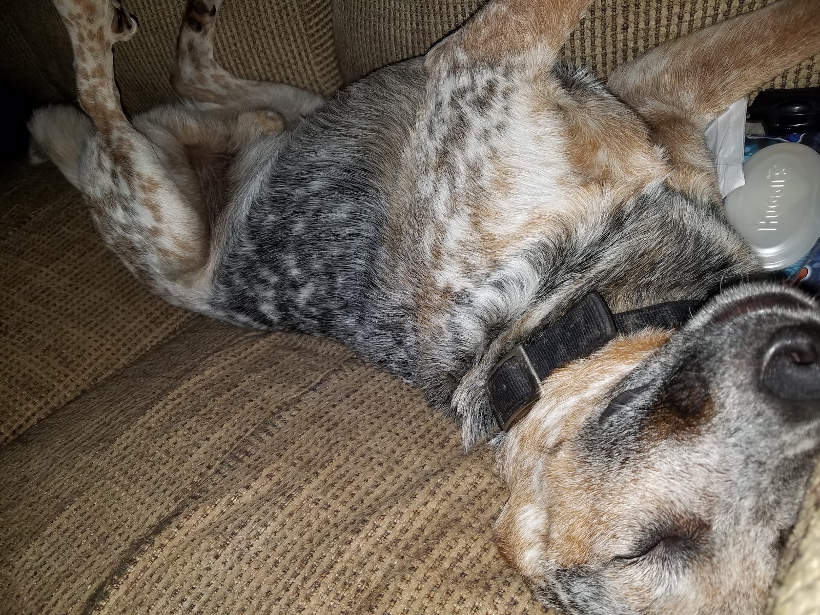 Belton Veterinary Center - Belton , United States