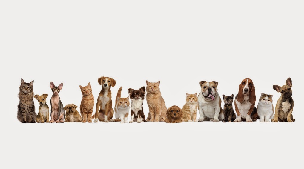 Cedar Creek Animal Clinic - Dunlap , United States