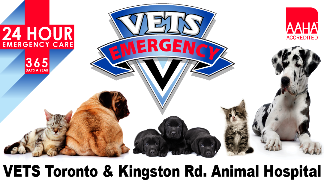 Kingston Road Animal Hospital - Toronto , Canada