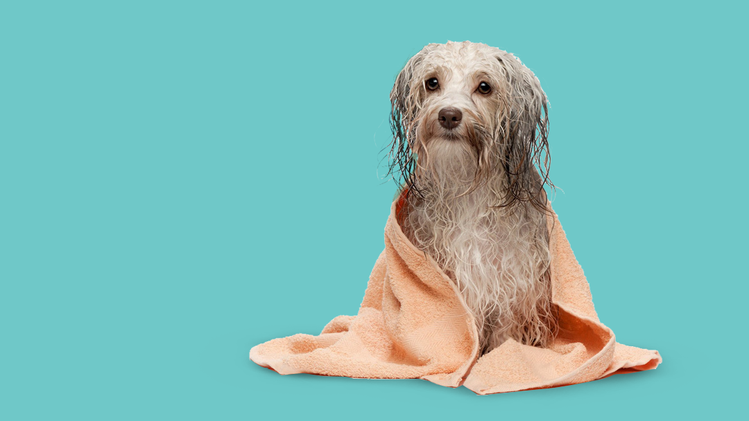 Prichard Animal Hospital - Haysville , United States