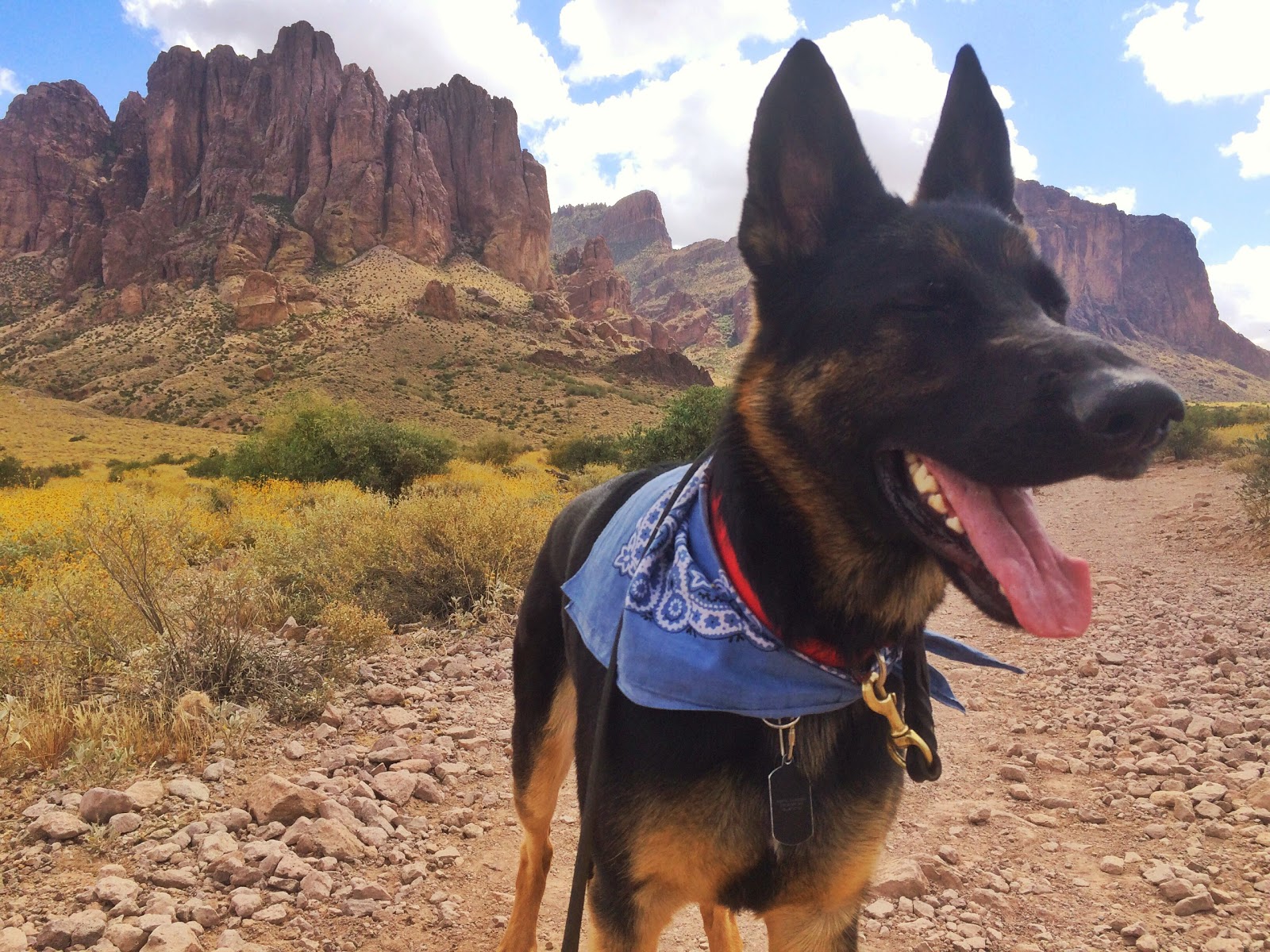 Family Vetcare Of Phoenix - Phoenix , United States