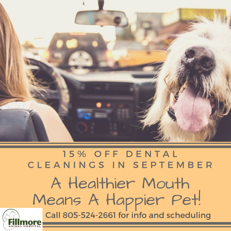 Fillmore Animal Hospital - Fillmore , United States