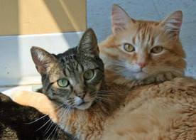 Petsound Animal Hospital - Cary , United States