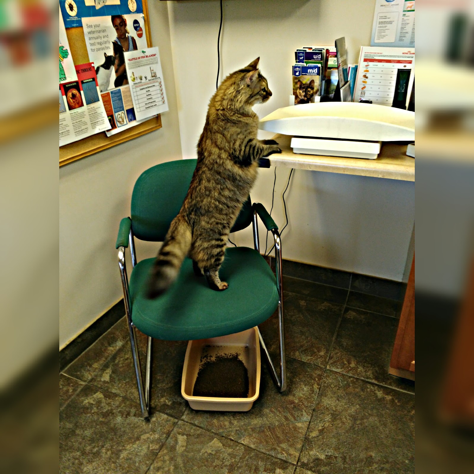 Crossroads Veterinary Hospital - Butler , United States
