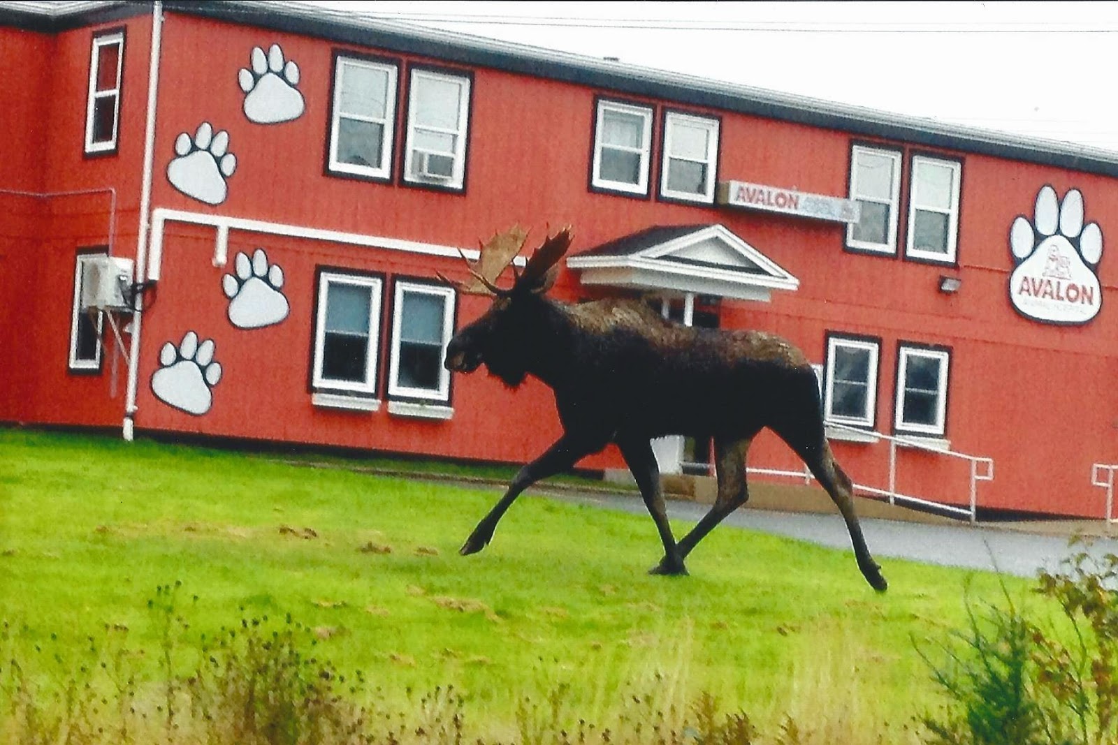 Avalon Animal Hospital - Logy Bay , Canada