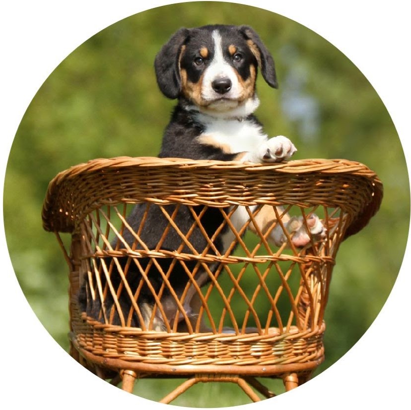 Clive Cottage Vet Clinic - Clive , New Zealand