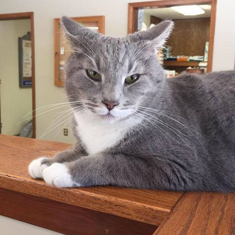 Timuquana Animal Hospital - Jacksonville , United States
