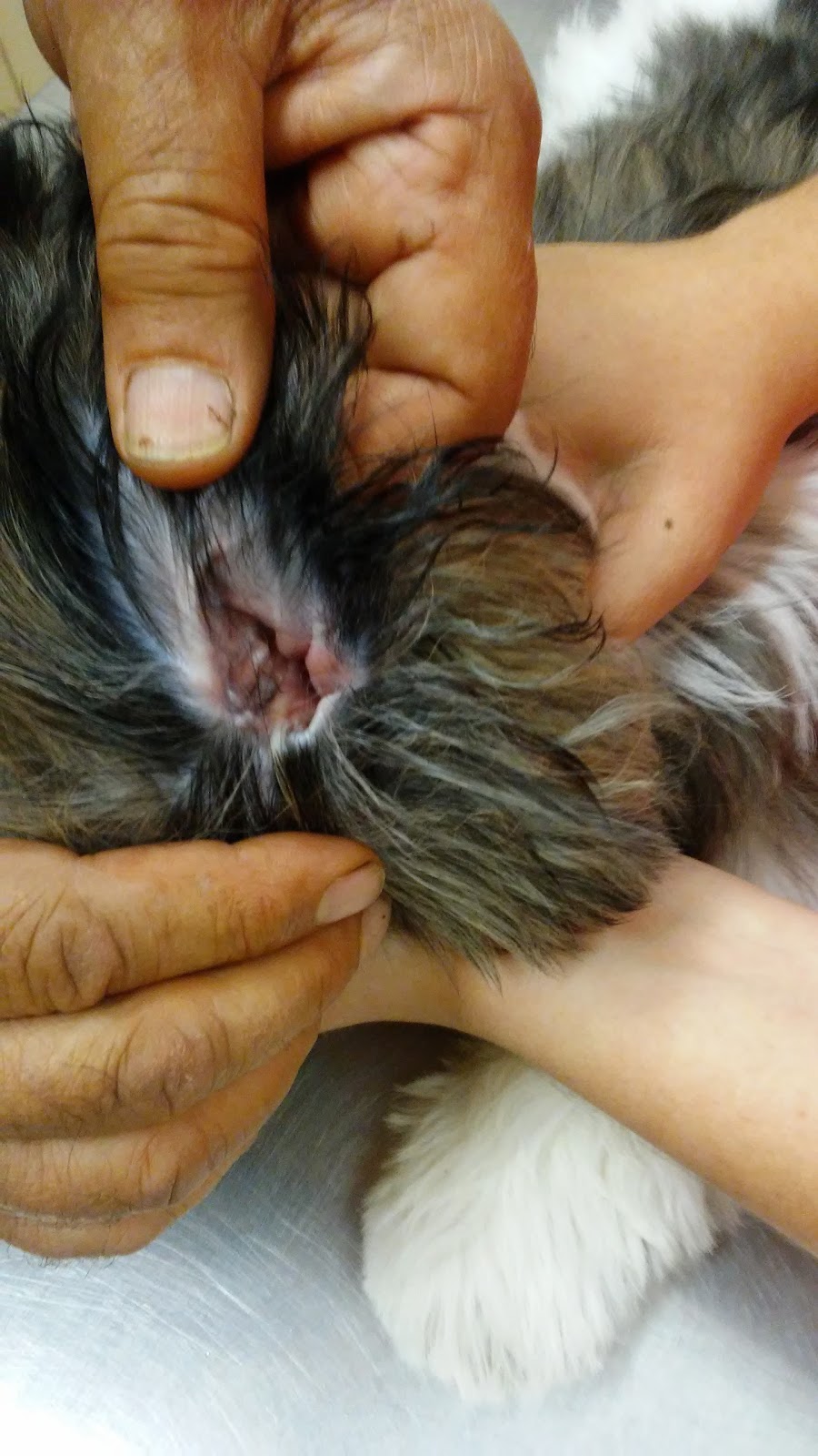 Dog And Cat Veterinary Clinic - Fresno , United States