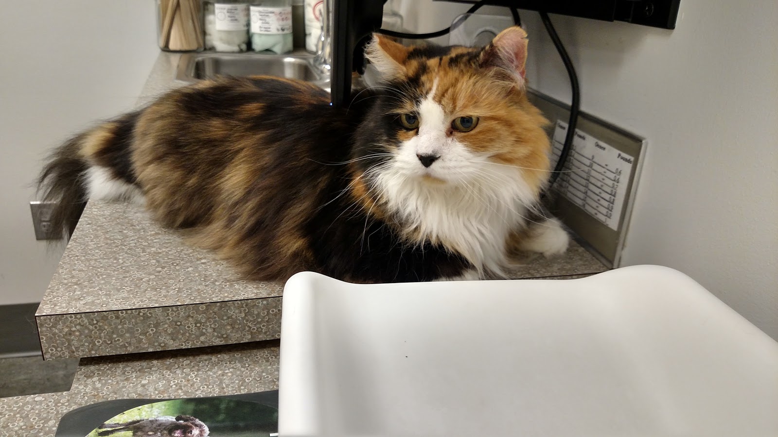 Vca Westmoreland Animal Hospital - Eugene , United States