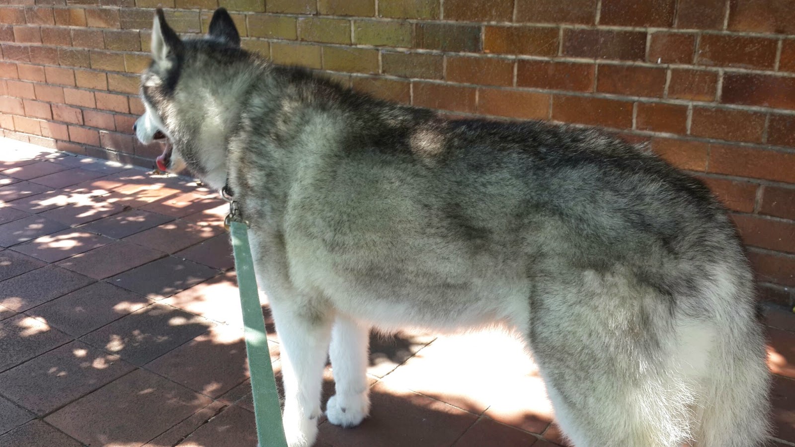 Stellenbosch Animal Hospital - Stellenbosch , South Africa