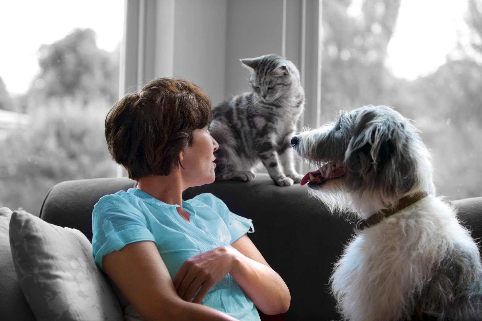 Vca Canada 17Th Avenue Animal Hospital - Calgary , Canada