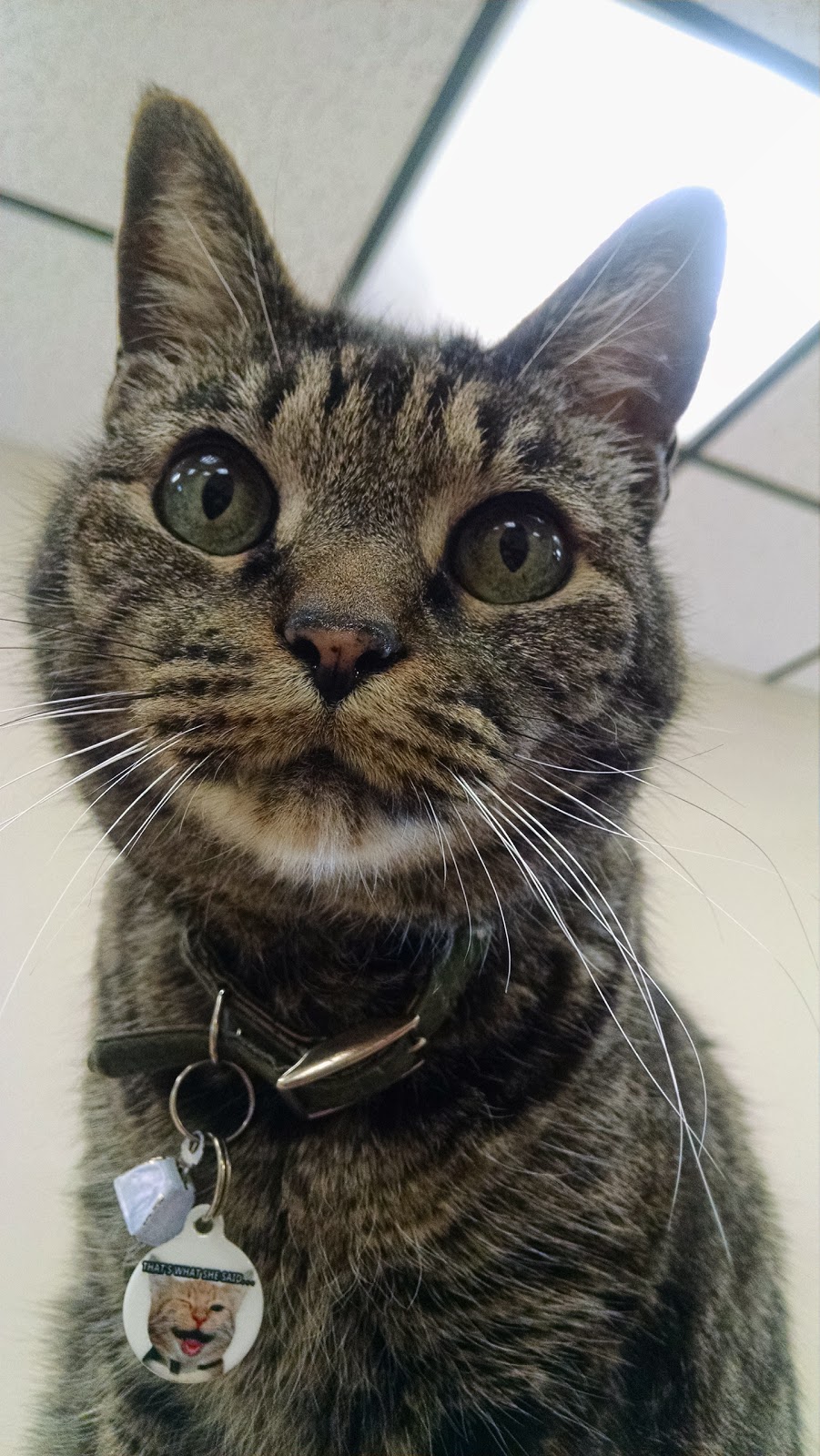 Northridge Animal Medical Center - Northridge , United States