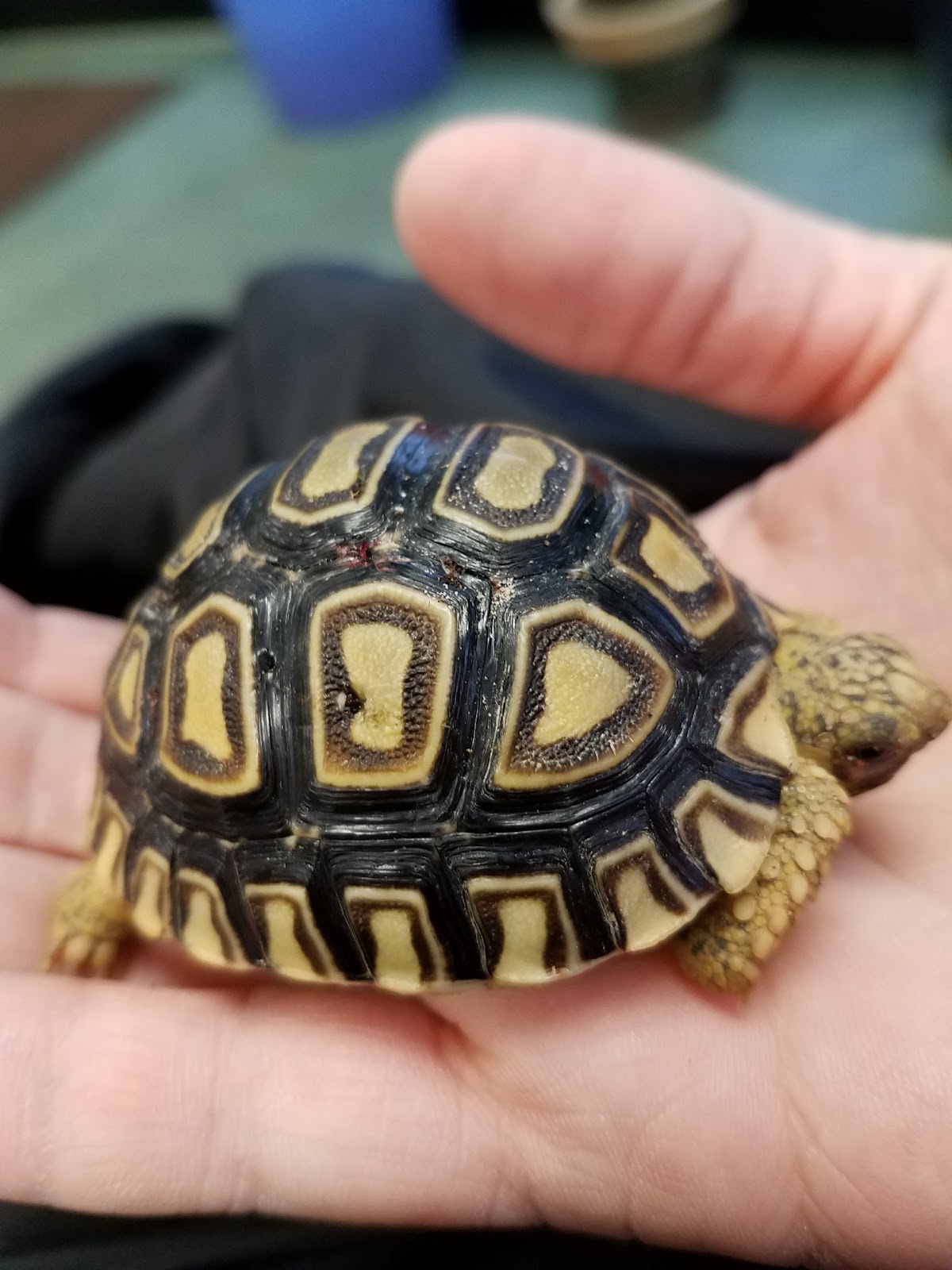 Woodbridge Veterinary Group - Woodbridge , United States