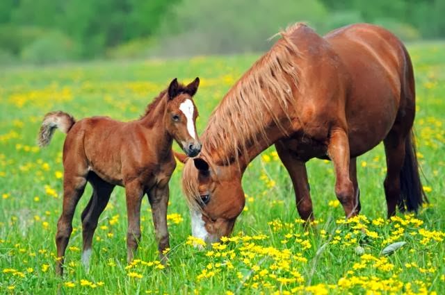 Thirlmere Veterinary Clinic Caring Country Vets - Thirlmere , Australia