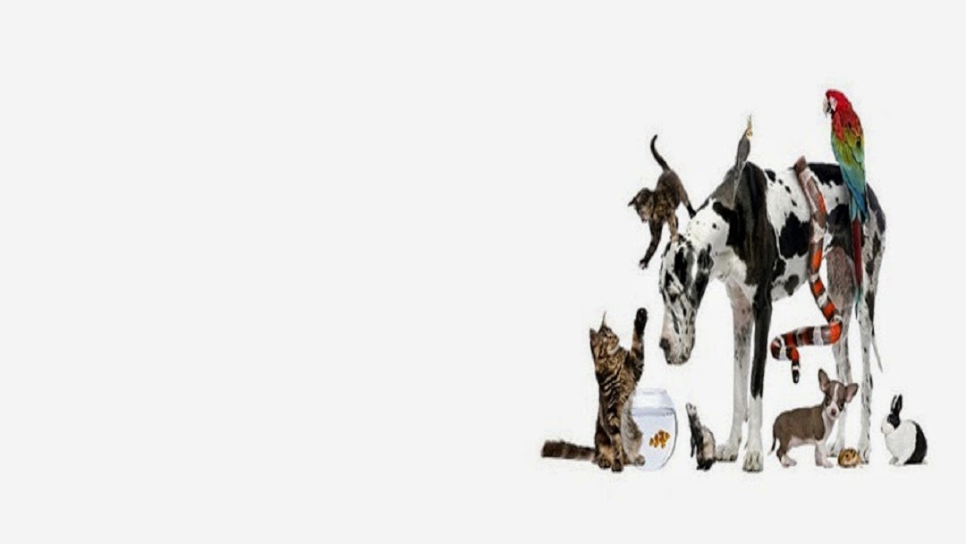 Copthorne Veterinary Clinic - Shrewsbury , United Kingdom