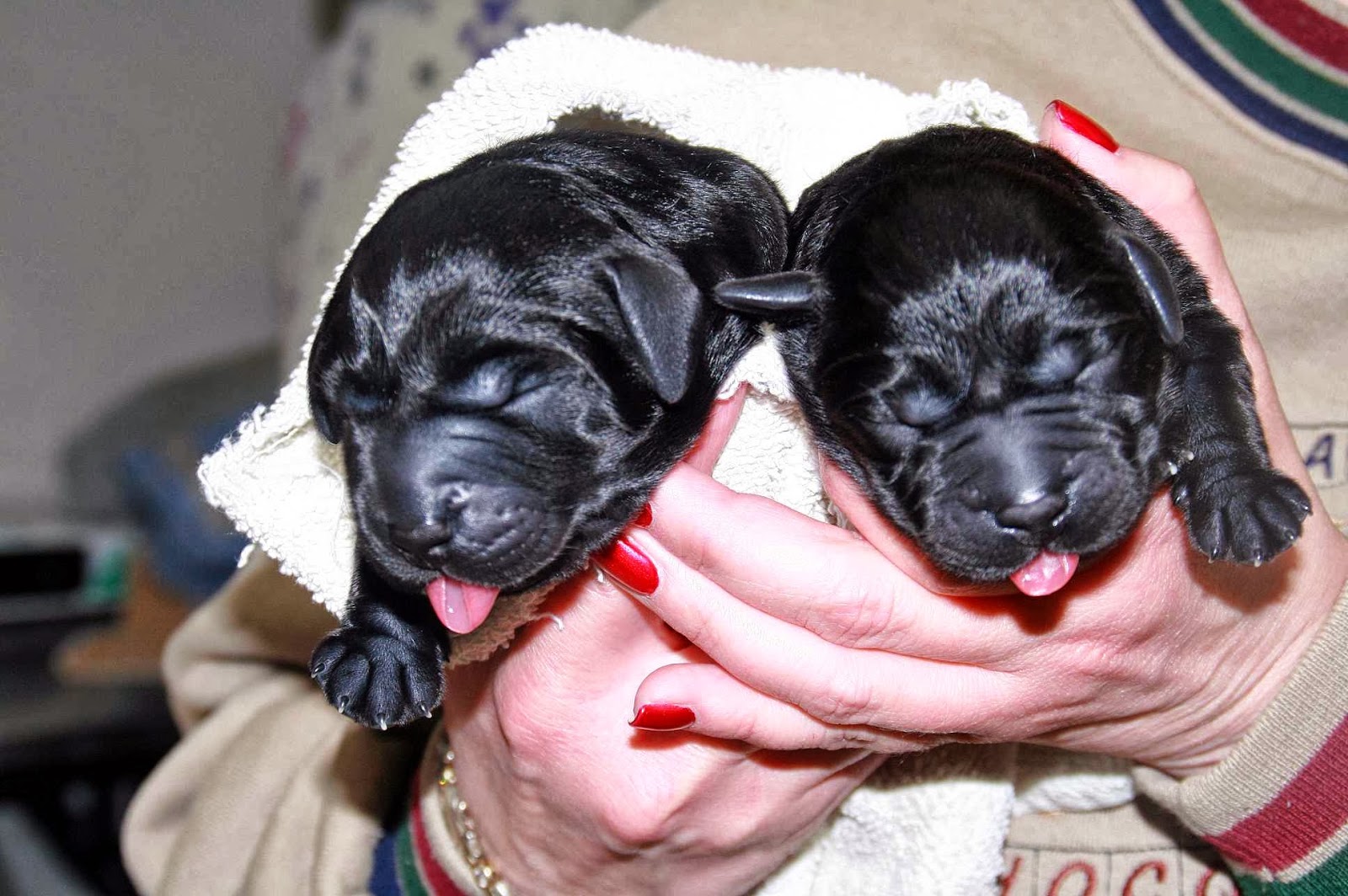 Vale Park Animal Hospital - Valparaiso , United States