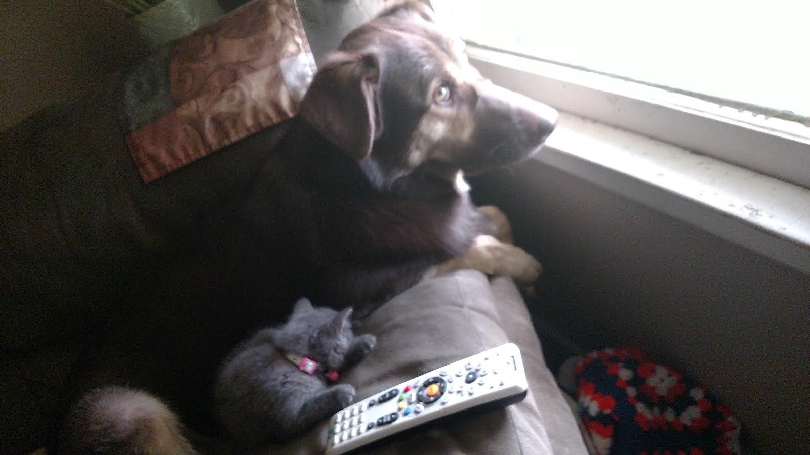 Arlington Pet Hospital - Arlington , United States