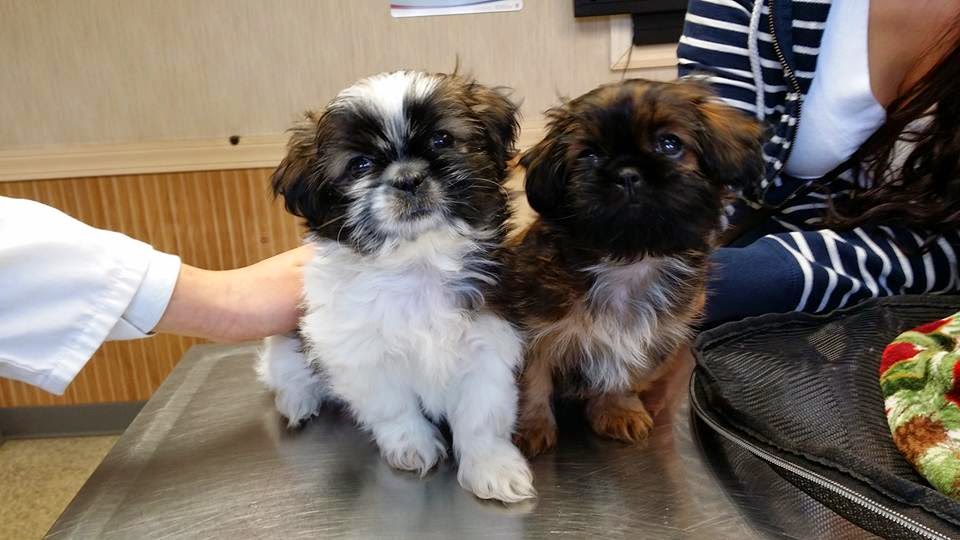 Patchogue Animal Hospital - Patchogue , United States