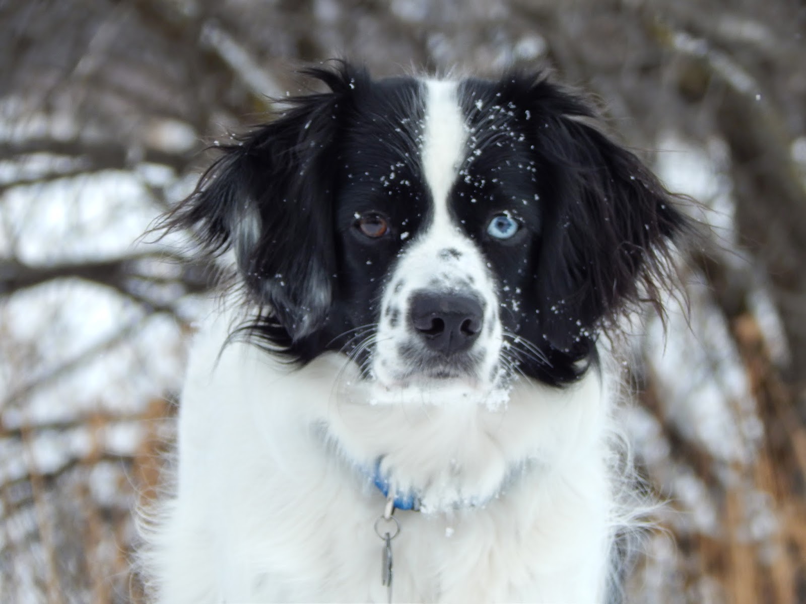 Keller Lake Animal Hospital - Maplewood , United States