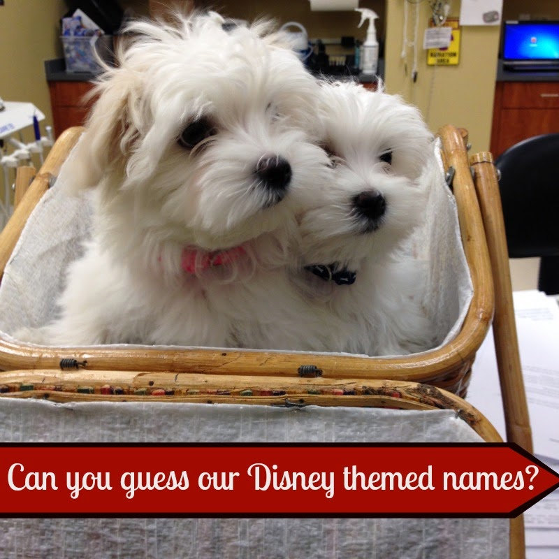 Yorkshire Veterinary Hospital - Colorado Springs , United States