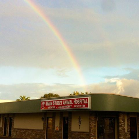 Main Street Animal Hospital - Dunedin , United States