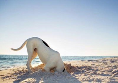 Animal Medical Clinic - Carolina Beach , United States