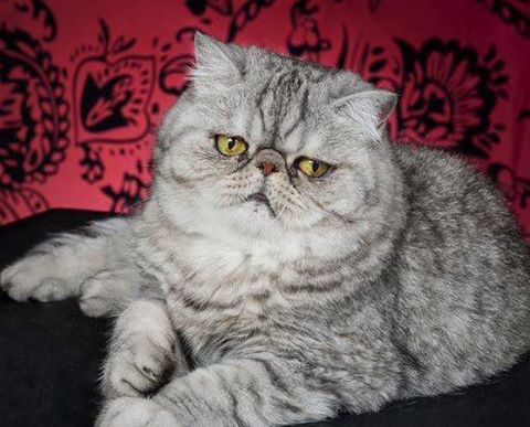 Eastern Passage Village Veterinary Hospital - Eastern Passage , Canada