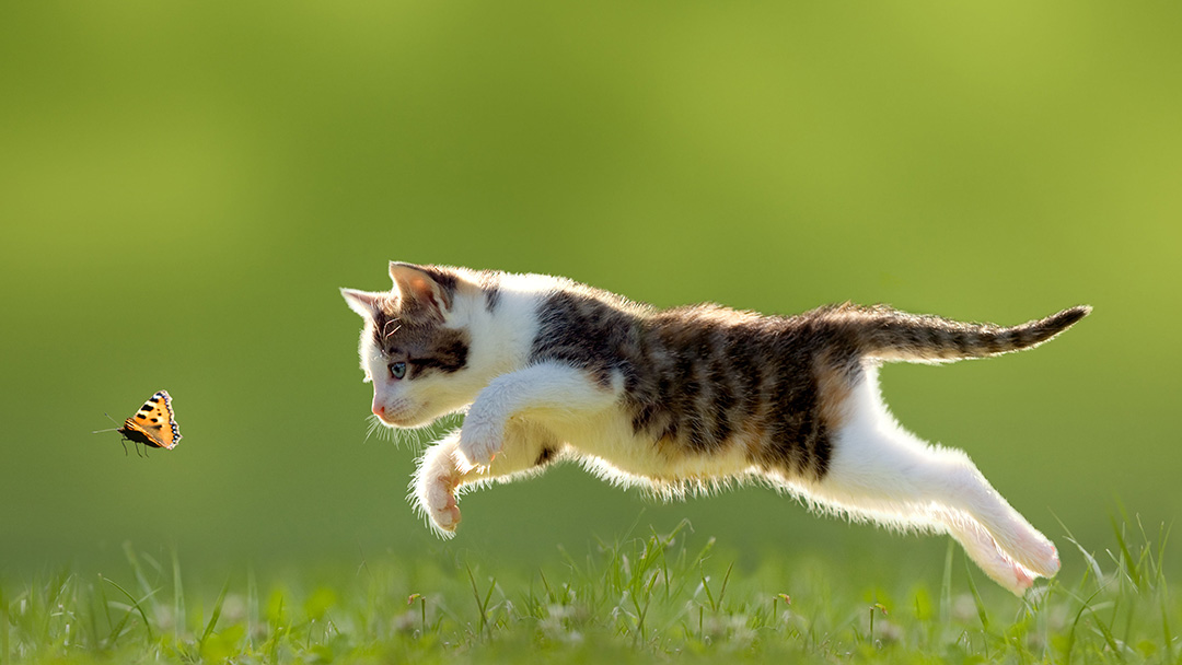 Heartland Animal Hospital Cedar Rapids - Cedar Rapids , United States