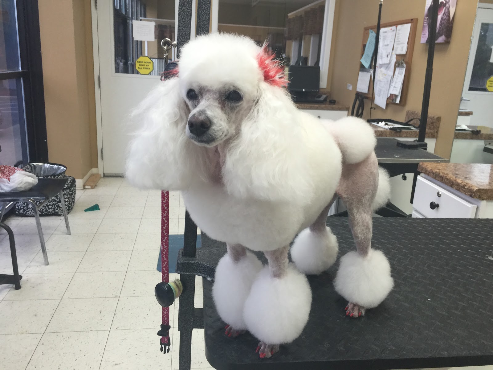 Hurstbourne Animal Hospital - Louisville , United States
