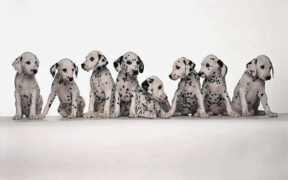 Valley View Veterinary Clinic - Council Bluffs , United States