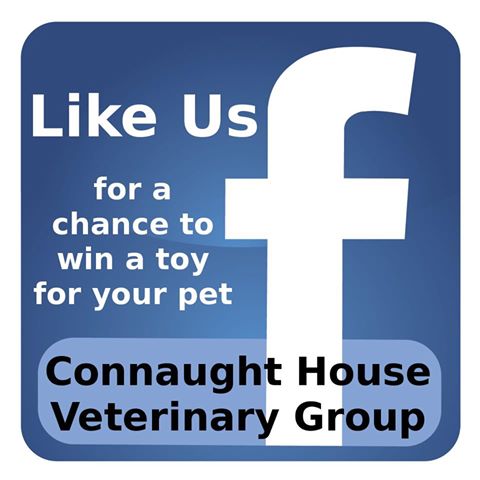 Connaught House Veterinary Hospital - Wolverhampton , United Kingdom