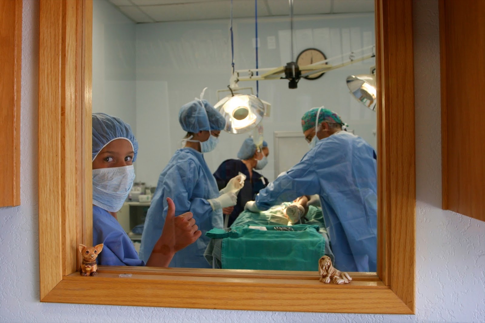 The Pet Hospital Of Tierrasanta - San Diego , United States
