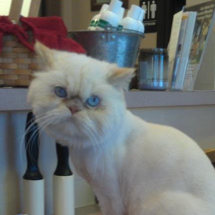River Road Pet Clinic - Tucson , United States