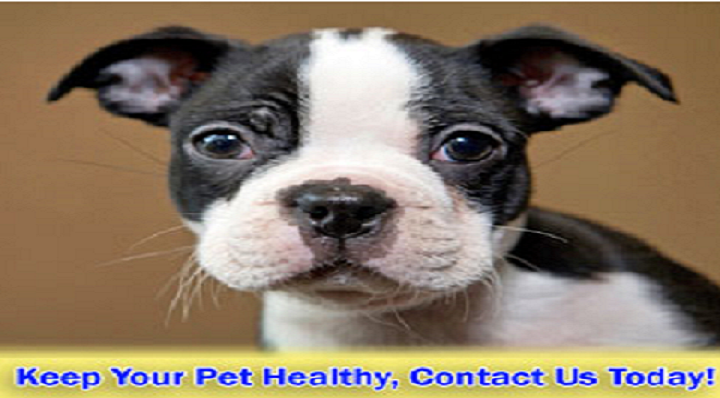 Corner Animal Hospital - Setauket- East Setauket , United States