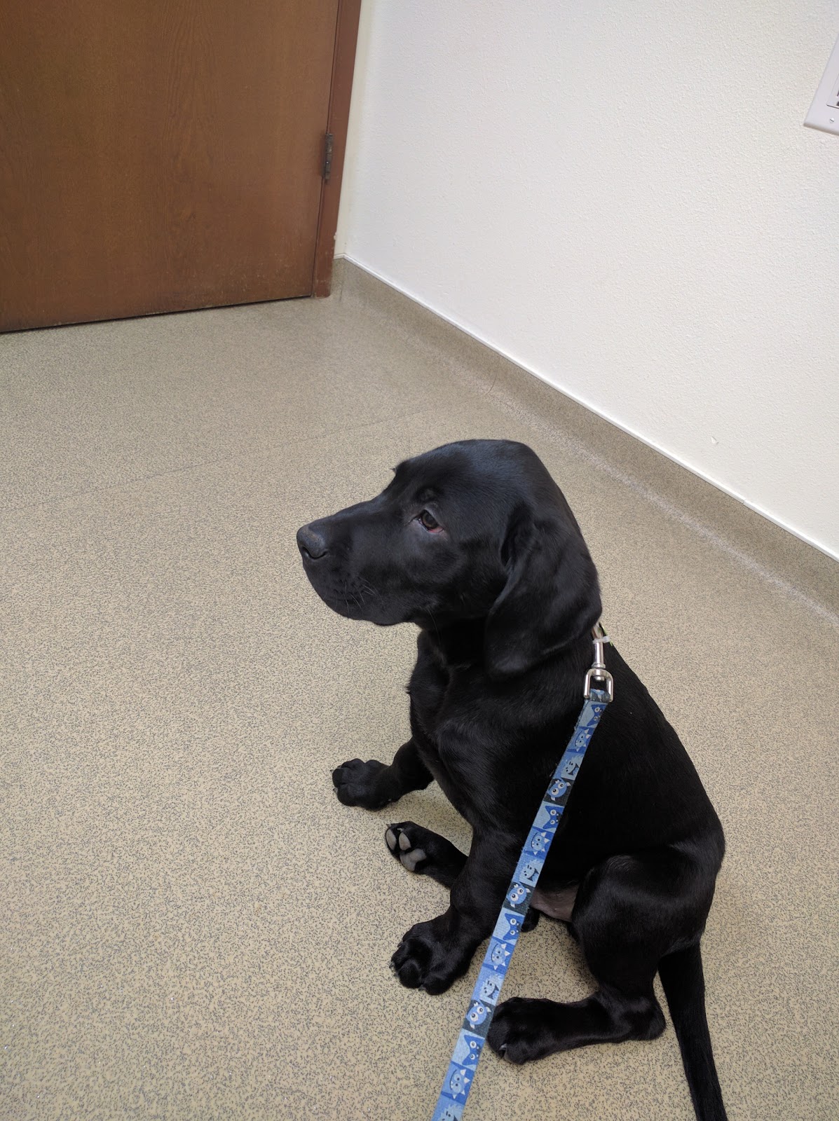 Day Road Animal Hospital - Bainbridge Island , United States
