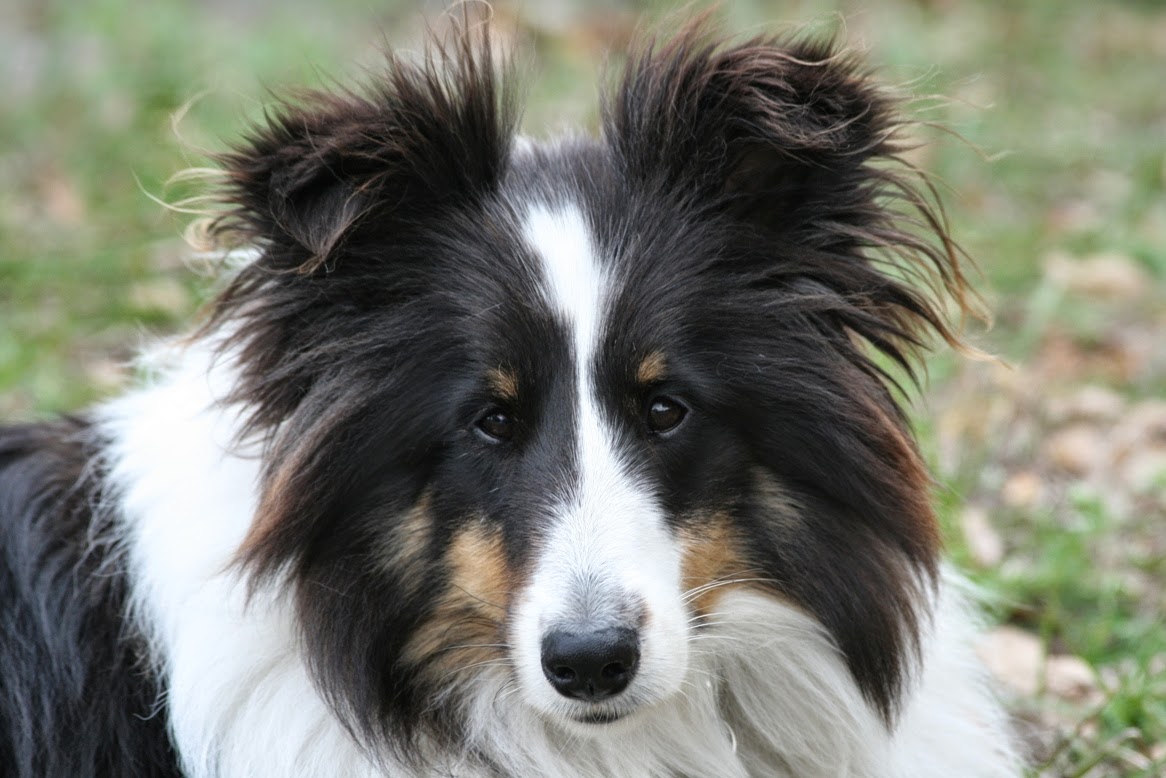 Banfield Pet Hospital - Holliston , United States