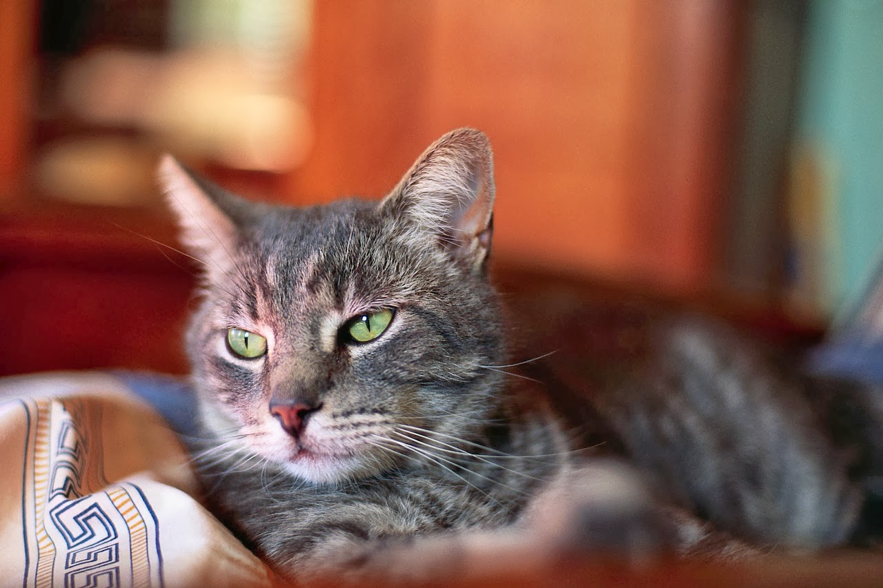 Larkfield Veterinary Hospital - Santa Rosa , United States