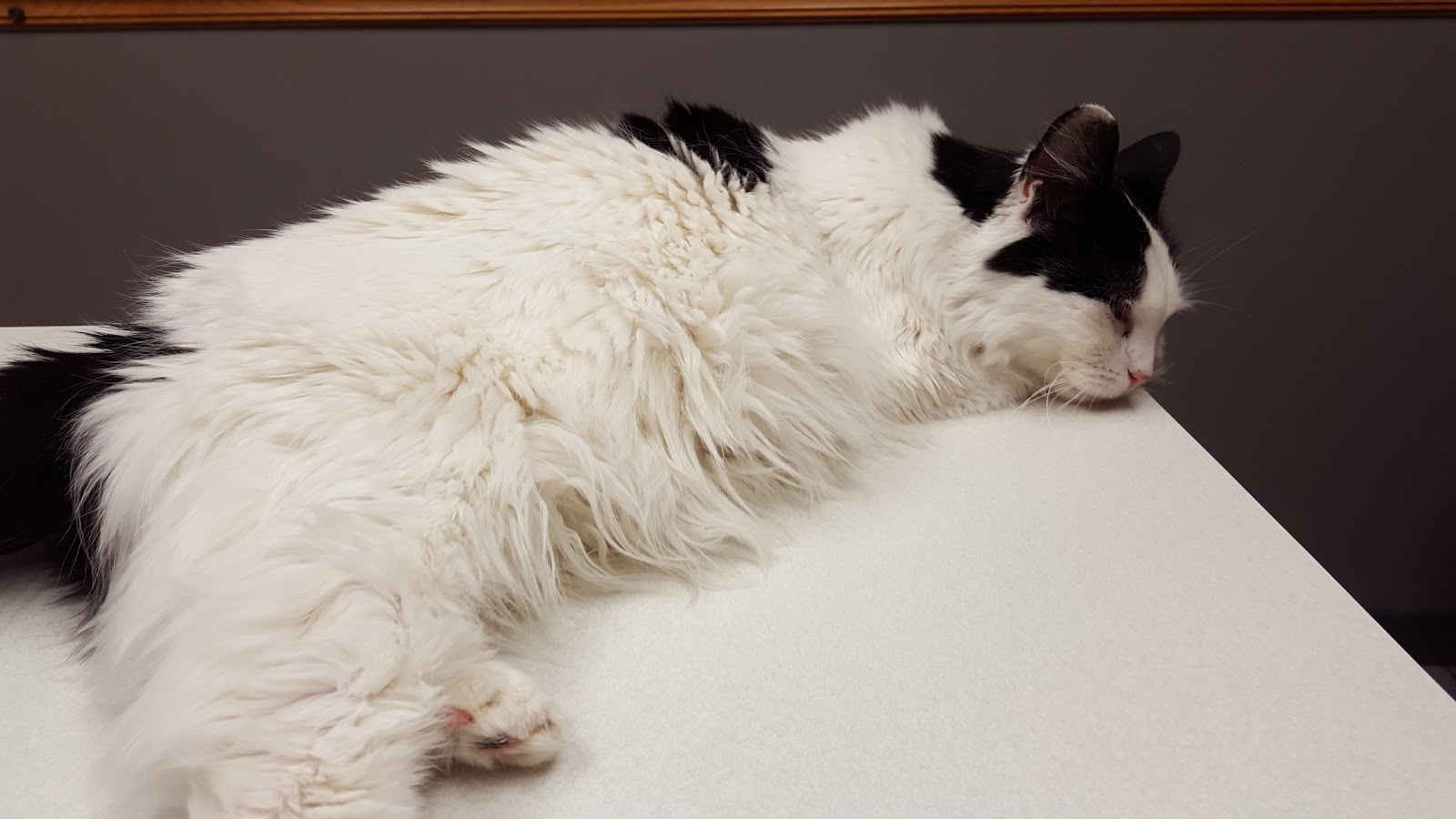 Vca Sheridan Animal Hospital - Buffalo , United States