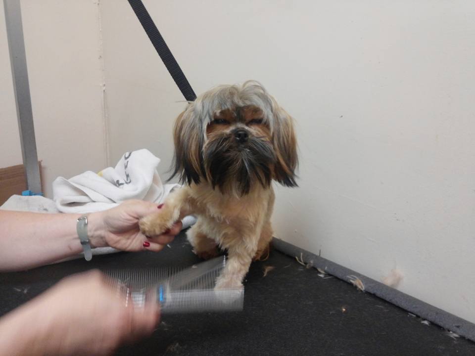 Animal Clinic Leestown Road - Lexington , United States