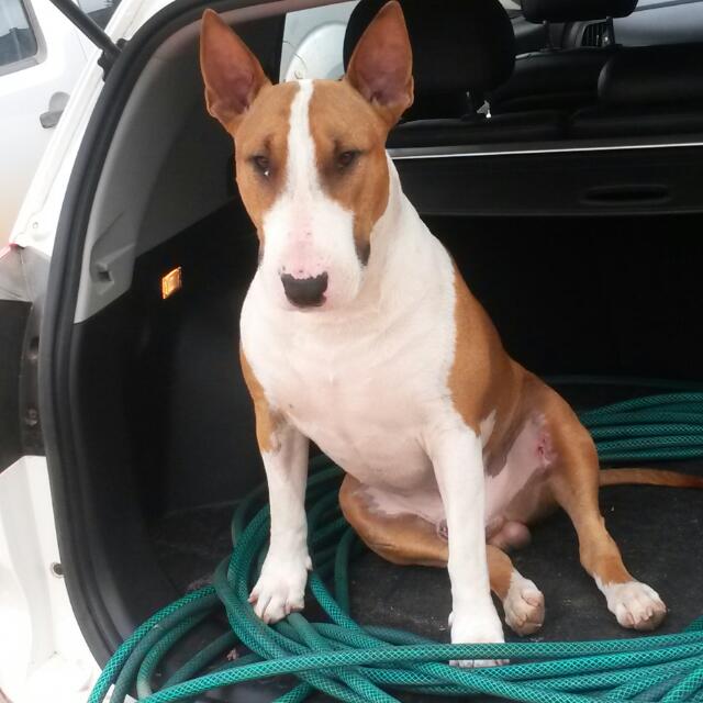 Hermanus Animal Hospital - Hermanus , South Africa
