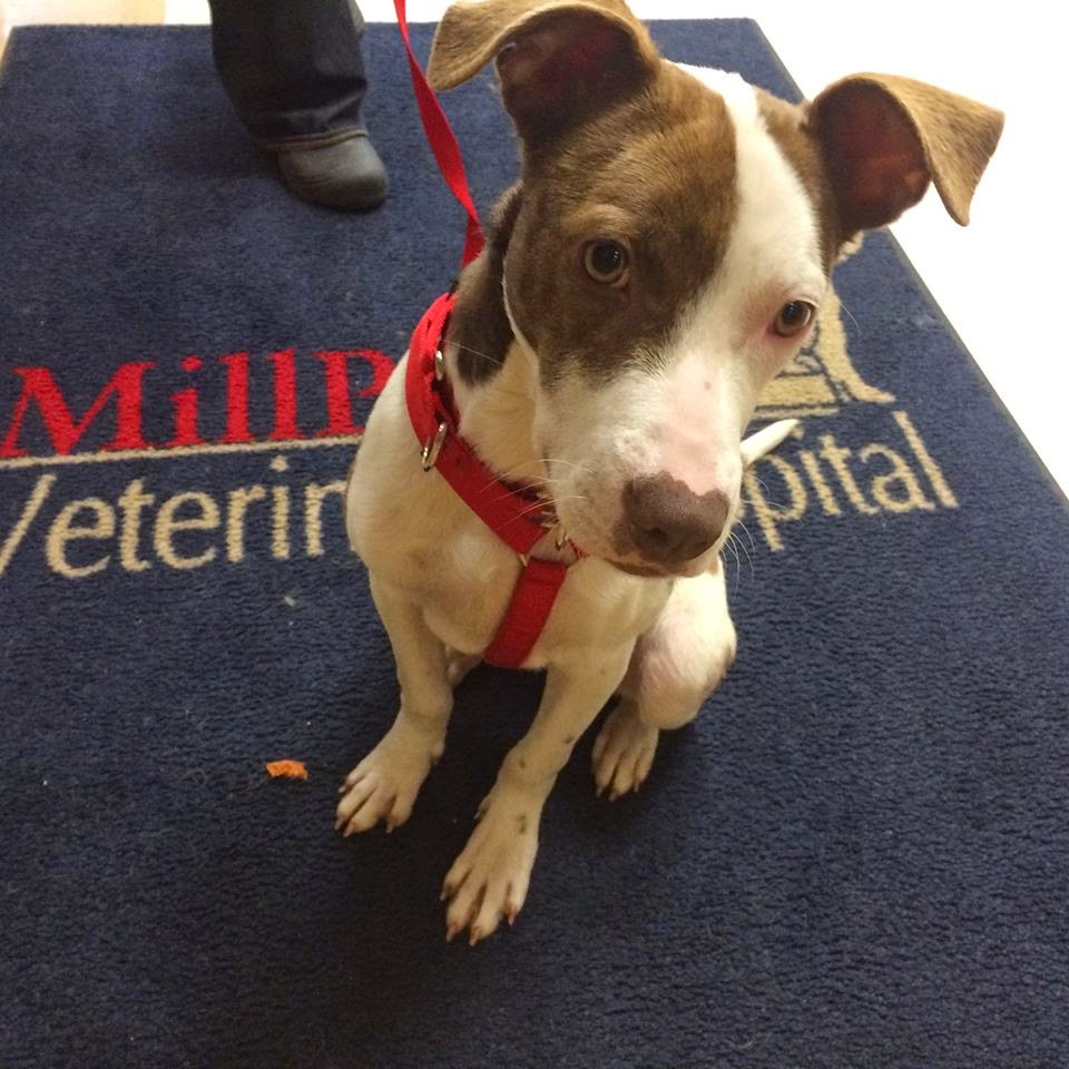 Mill Pond Veterinary Hospital - Branford , United States