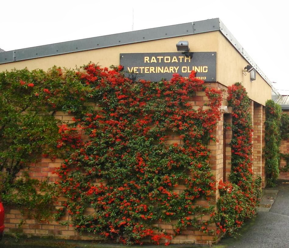 Ratoath Vet Clinic - Ratoath , Ireland